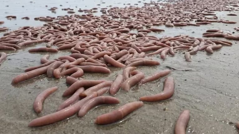 Extraña aparición de gusanos alargados en la costa argentina.