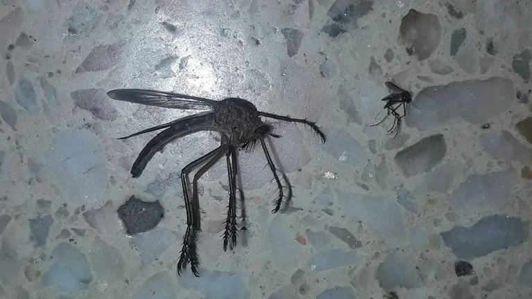 Ezequiel comparó el insecto con un mosquito de tamaño normal. / Foto: @EzeLobo1