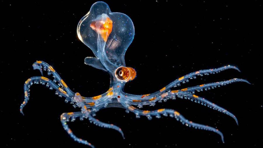 Fabien Michenet ganó la categoría "Bajo el agua" con este pulpo de Tahití.