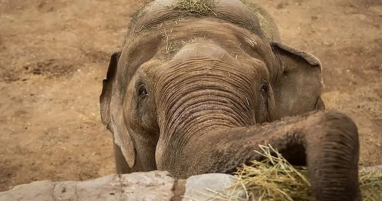 Falleció el elefante que se había ganado el corazón de Mendoza y de todo el país.