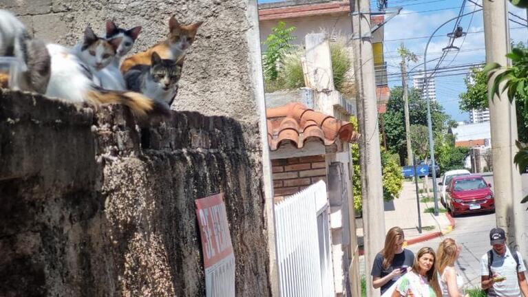 Falleció, sus 10 gatos quedaron abandonados y no paran de reproducirse