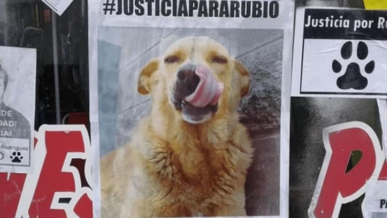 Fallo histórico: condenaron a prisión a un hombre que torturó y mató a un perro callejero