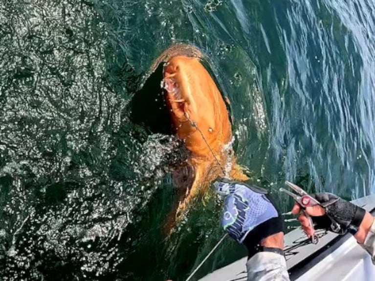 Fascinante hallazgo de un tiburón naranja en Costa Rica.