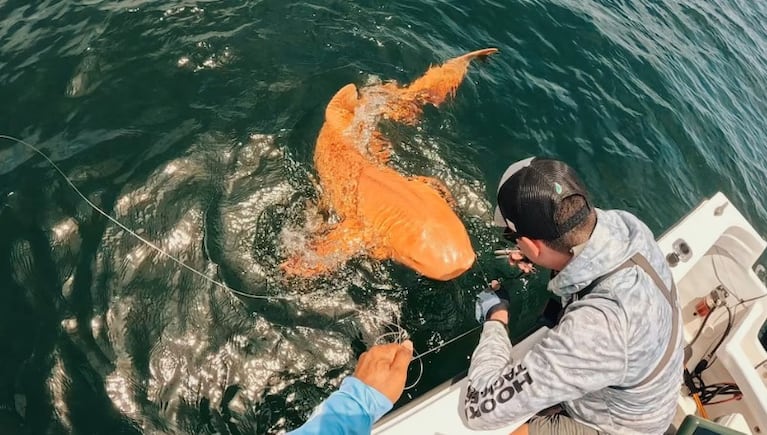 Fascinante hallazgo de un tiburón naranja en Costa Rica.