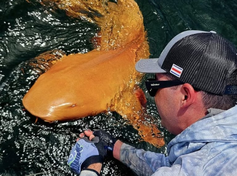 Fascinante hallazgo de un tiburón naranja en Costa Rica.