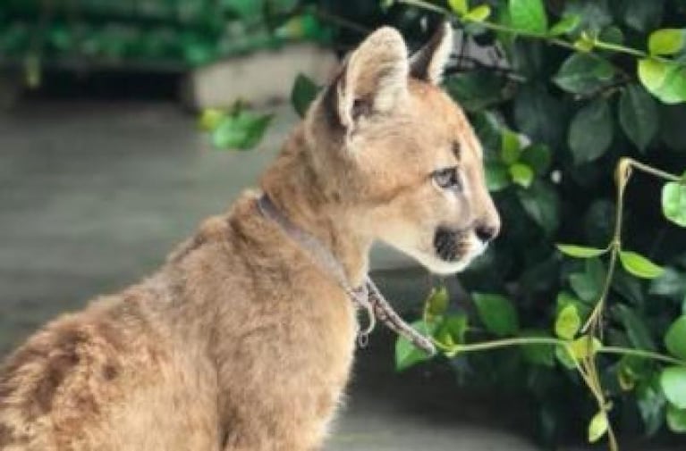 Fauna ilegal: rescataron un puma y un tucán en el interior de Córdoba