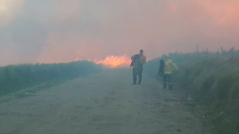 Fernando y otro bombero les salvaron la vida a los perros.