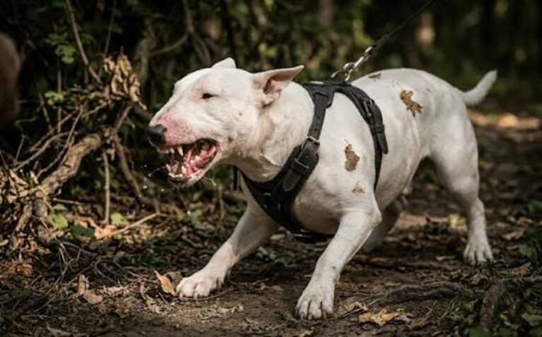 Feroz ataque de perro bull terrier