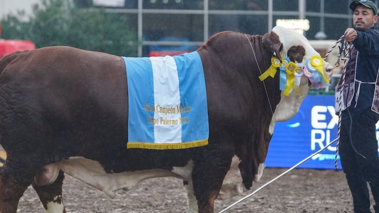 Fidel fue el ganador de la competencia en la jura de los machos de la raza Braford.