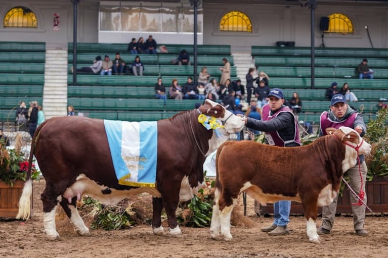 “Fidel” y “Sorpresa”, el toro y la vaca cordobeses que fueron campeones en la Expo Rural
