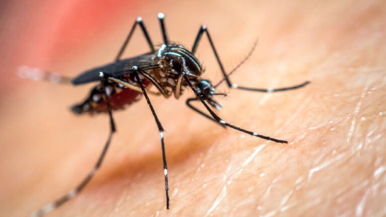Fiebre, dolor de cabeza y sarpullido, entre los síntomas.