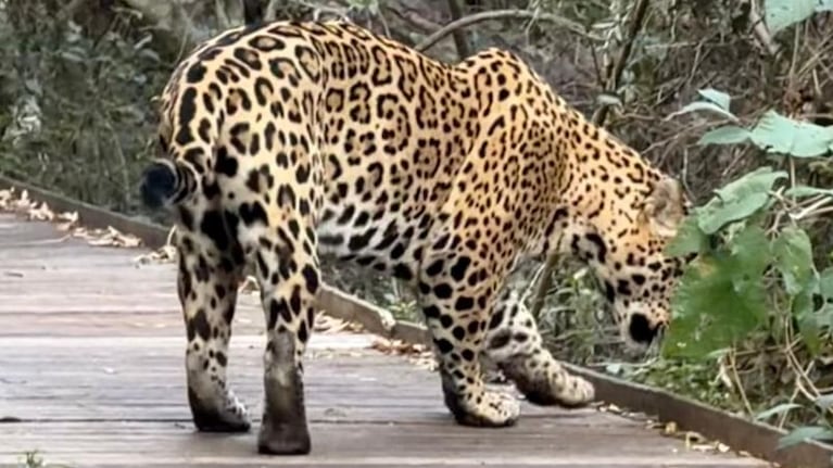 Filmaron un yaguareté en los Esteros del Iberá.