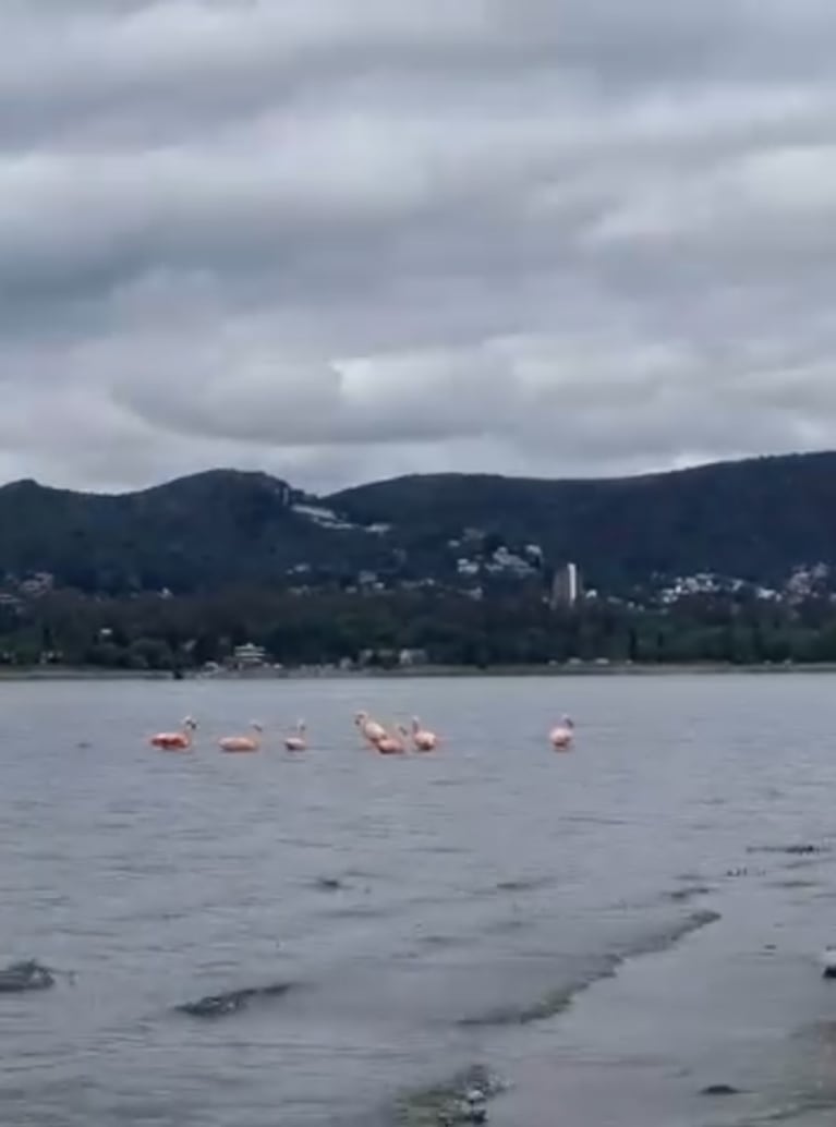 Flamencos sorprendieron en Villa Santa Cruz del Lago y dejaron una postal única: video