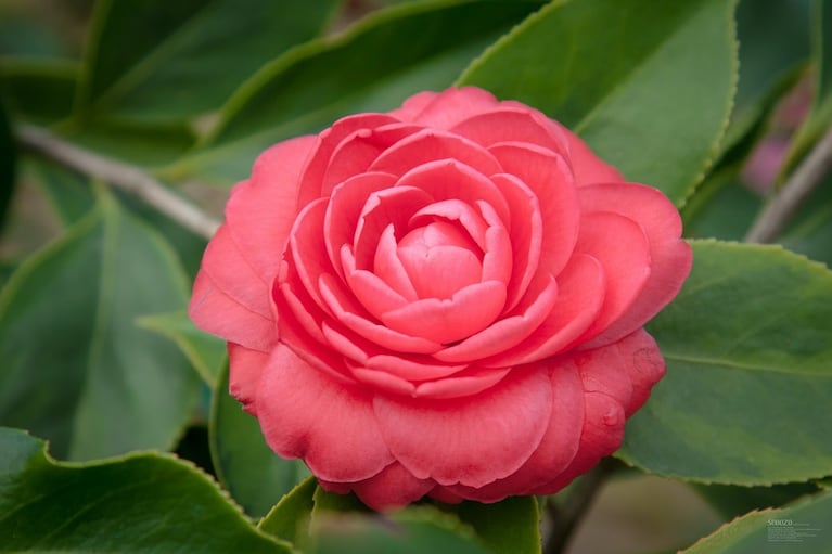 Flor de camelia en Córdoba