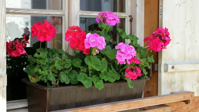 Flores de Geranios