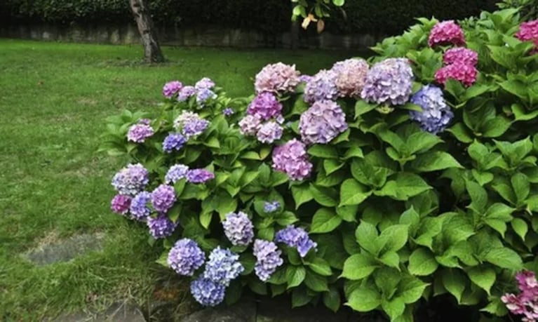 Flores de hortensia en Córdoba.
