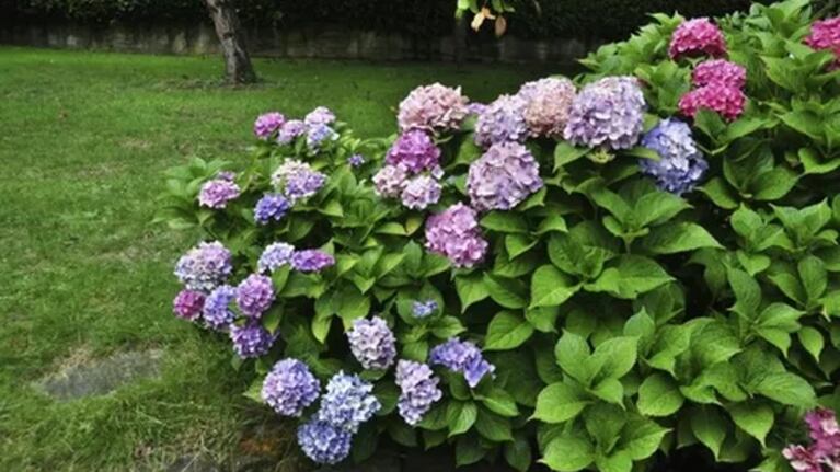 Flores de hortensia en Córdoba.