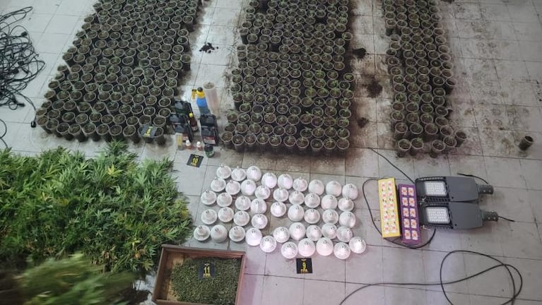 Fotos: el vivero con cientos de plantas de marihuana que hallaron en Córdoba