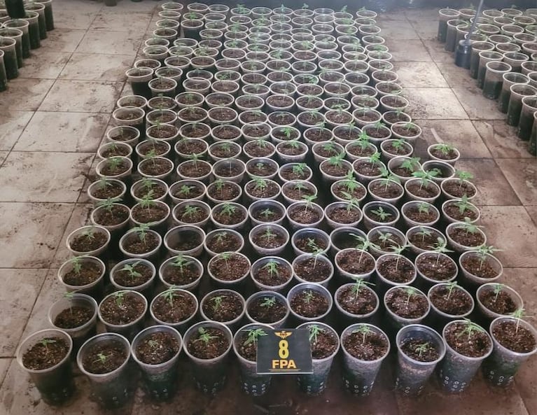 Fotos: el vivero con cientos de plantas de marihuana que hallaron en Córdoba