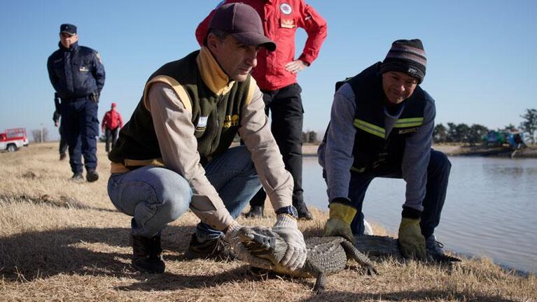 Fotos y videos del rescate de un yacaré en una laguna de Córdoba