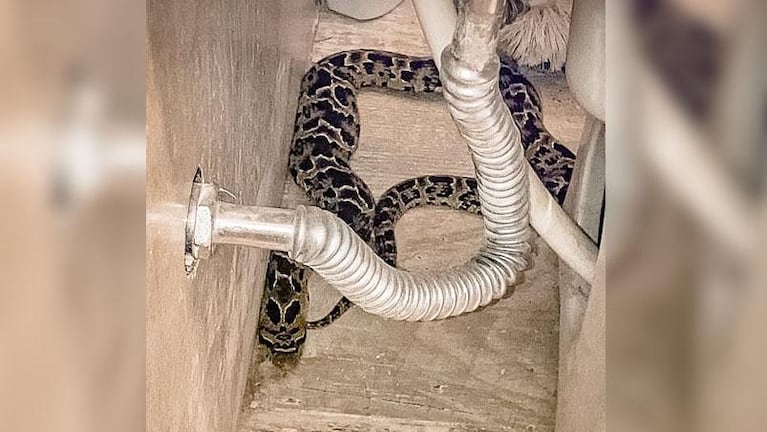 Fue al baño y encontró una serpiente de un metro en el inodoro: el video