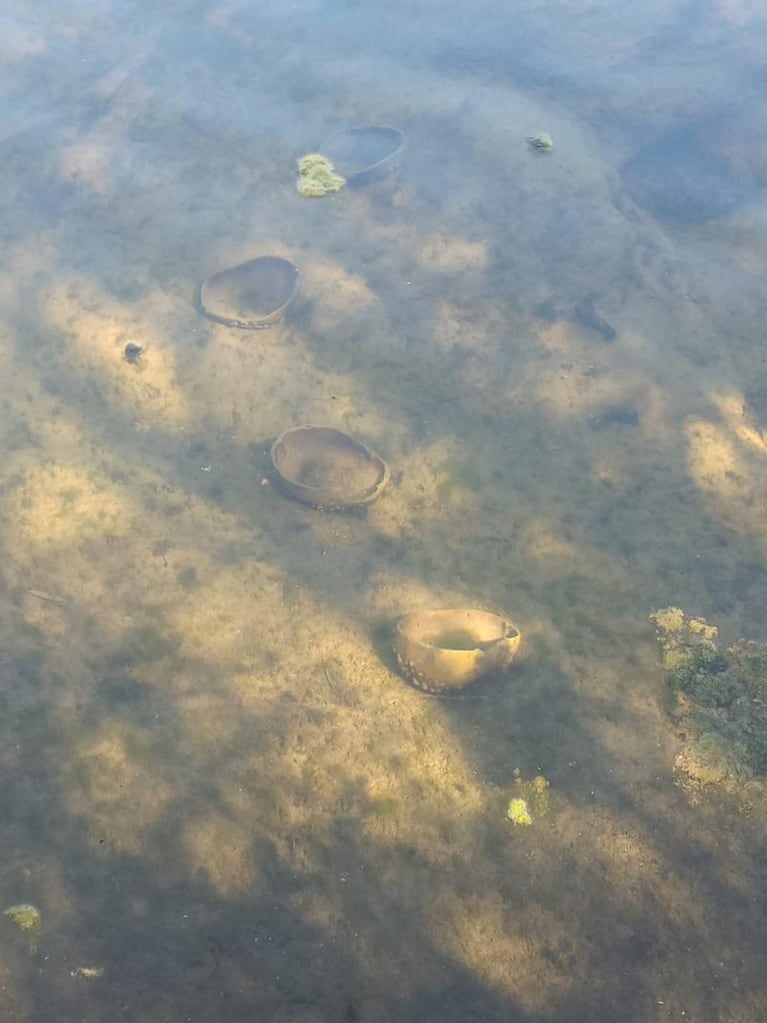 Fue al río San Antonio y encontró cráneos humanos partidos al medio