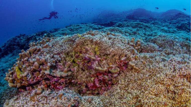 Fue encontrado en una isla y es el ser vivo más grande del mundo.