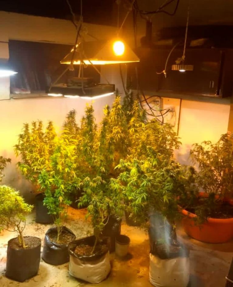 Fueron por maltrato animal y encontraron una plantación de marihuana, éxtasis y hasta crack