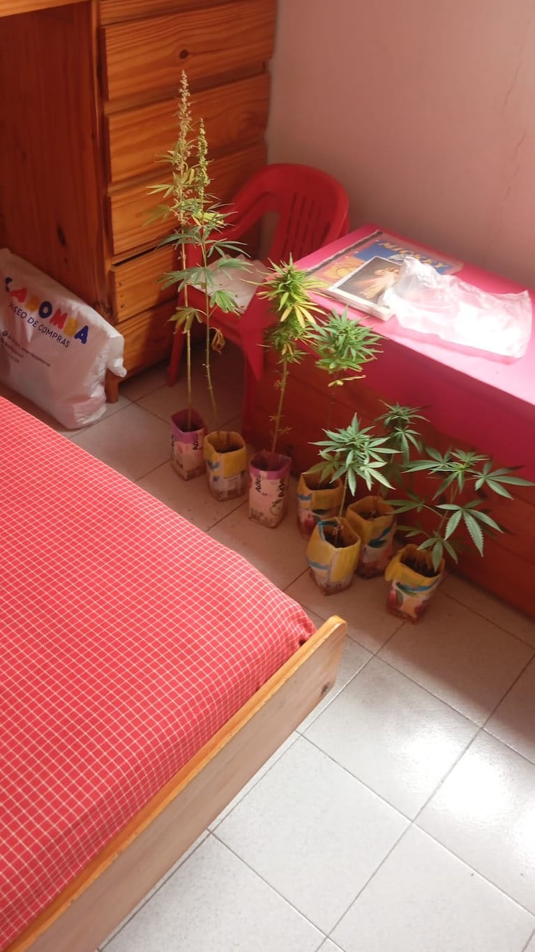 Fueron por una crisis nerviosa y se encontraron con marihuana por todos lados.