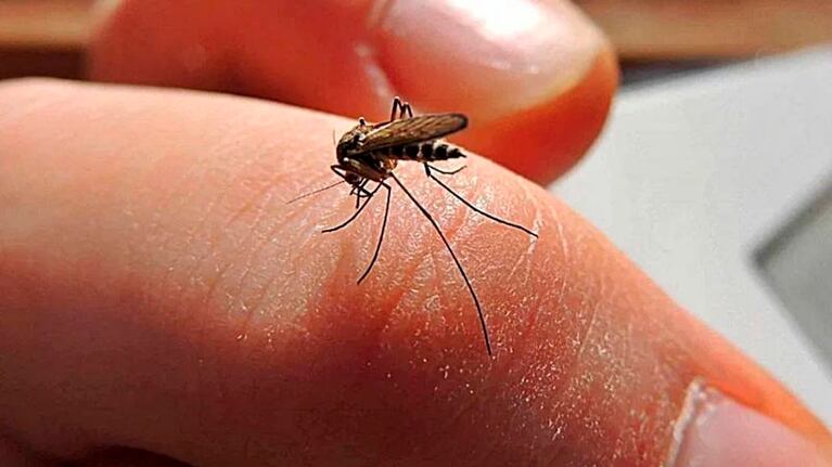 Fuerte aumento de contagios de dengue en solo siete días.