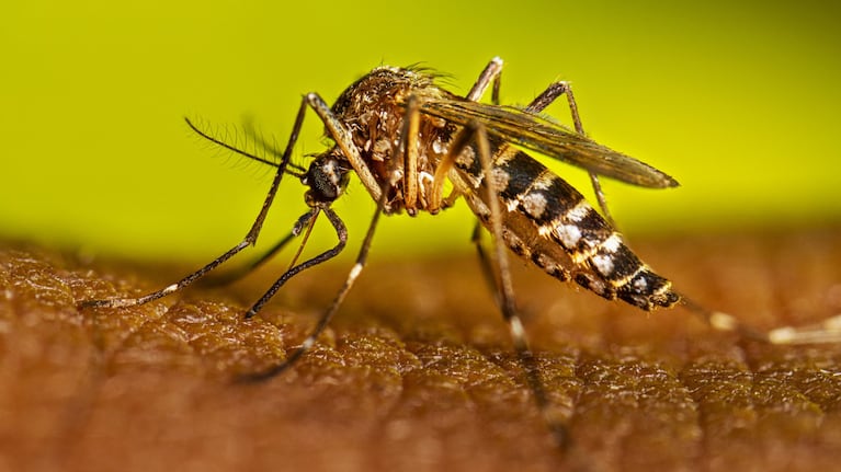 Fuerte descenso de casos de dengue en Córdoba.