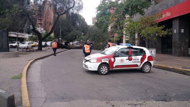 Fuerte viento tiró árboles en Córdoba