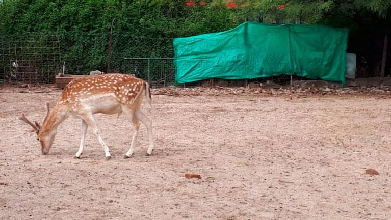 Furia en el zoo de Córdoba: perros atacaron y mataron a 20 ciervos