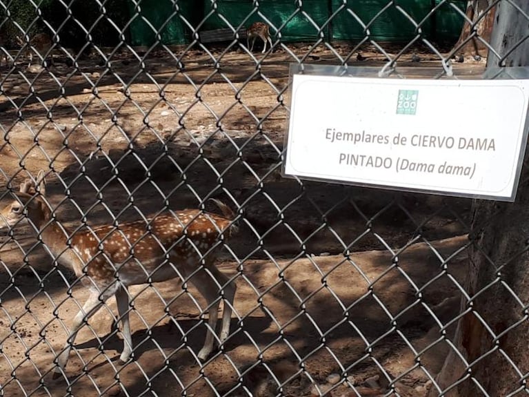 Furia en el zoo de Córdoba: perros atacaron y mataron a 20 ciervos