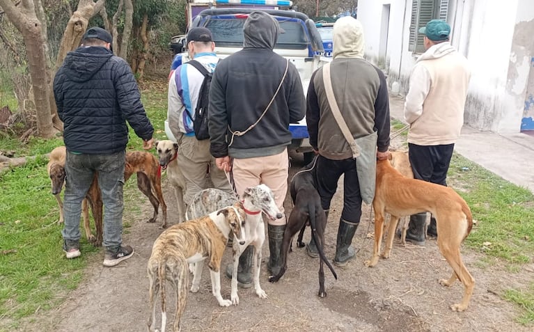 galgos cordoba