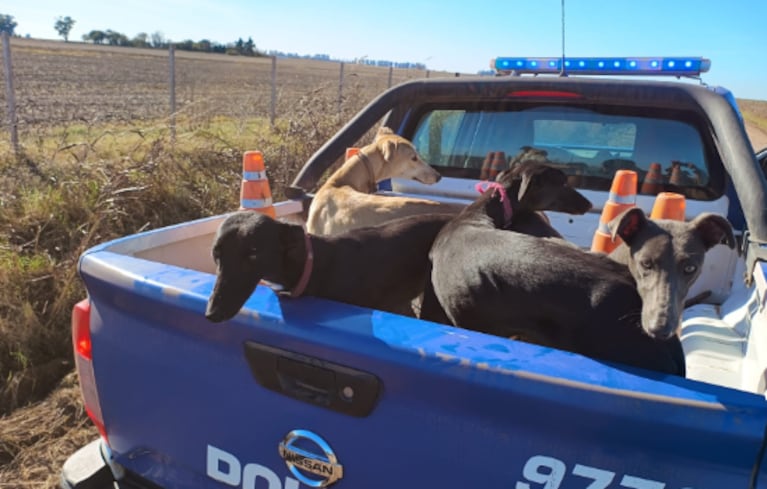 galgos rescatados