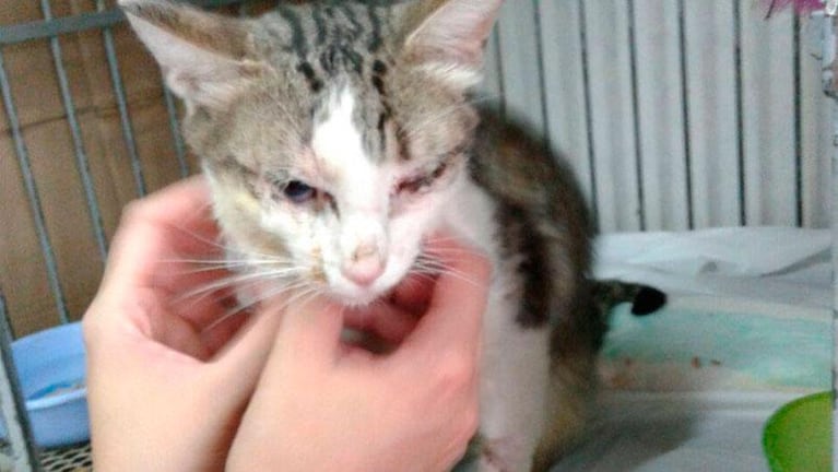 Ganó el amor: la emocionante recuperación del gato golpeado