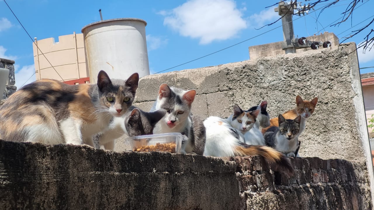 gatos-abandonas-casa-cordoba