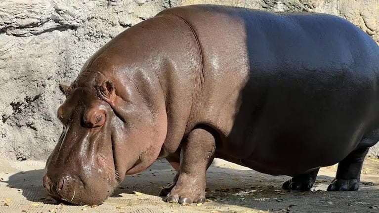 Gen-chan, la hipopótamo que sorprendió a todos en Japón.