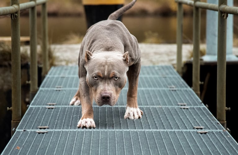 George, un pequeño perro Jack Russel Terrier, salvó a un grupo de niños del ataque de un par de perros pitbull en Nueva Zelanda. (Foto: Adobe Stock / Por Luxorpics).