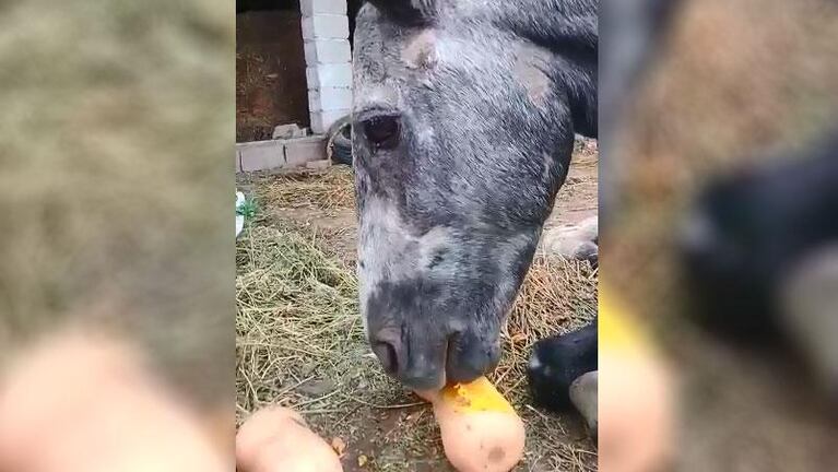 Gladiador, el caballo salvajemente herido: logró ponerse de pie