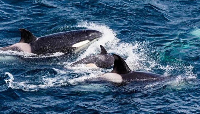Gladis, la orca que ataca veleros acompañada por una pandilla de ballenas asesinas