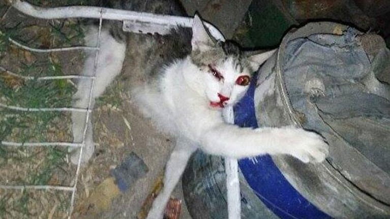 Golpeó brutalmente a su gato porque le robó la comida