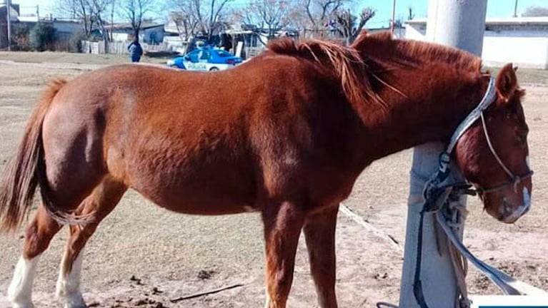 Golpeó con una cadena y una tenaza a su mujer porque le reprochó el maltrato a un caballo