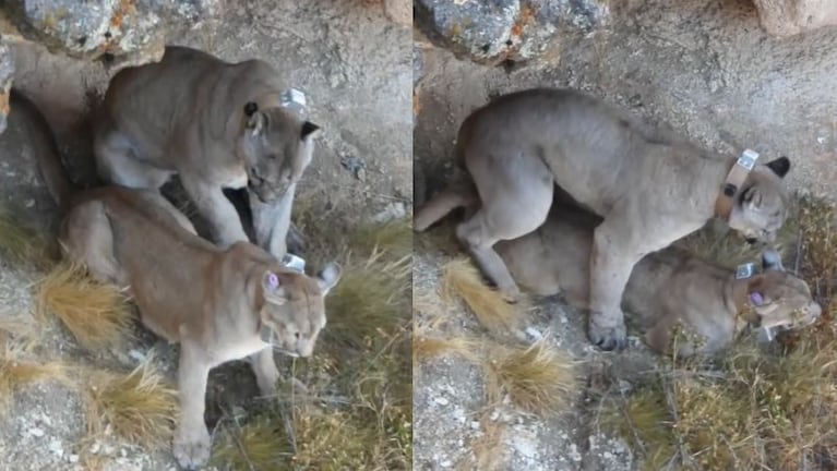 Grabaron a dos pumas apareándose en la Patagonia.