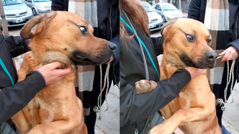 Grabaron a una mujer golpeando a su perro en Córdoba: ya fue rescatado