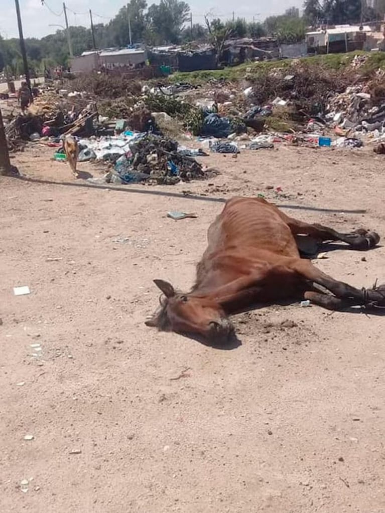 Grave denuncia: acusan a carreros de asesinar a un caballo para evitar que sea rescatado