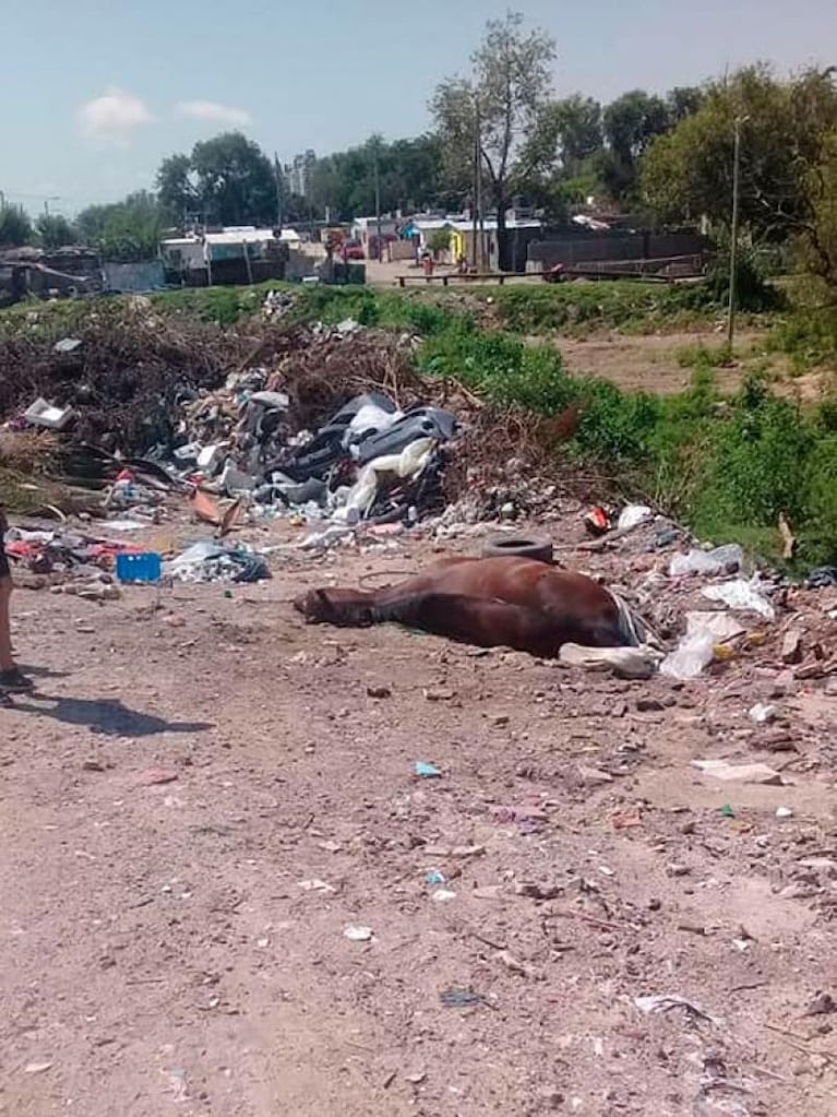 Grave denuncia: acusan a carreros de asesinar a un caballo para evitar que sea rescatado