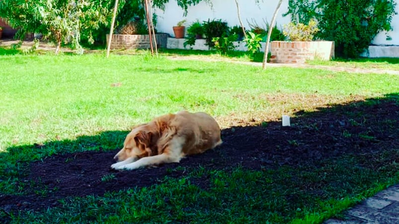 Gringo se echó sobre la tumba de su amigo.