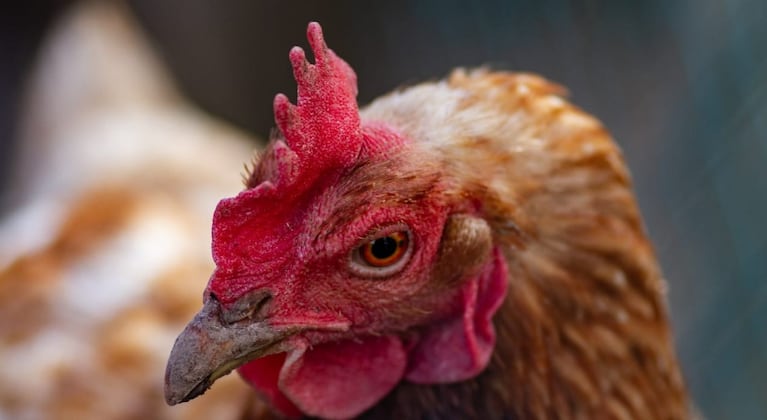 Gripe Aviar. Imagen: gentileza Senasa.